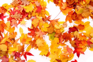 sonbahar yaprakları arka plan