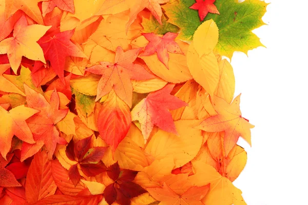 Autumn leaves background — Stock Photo, Image