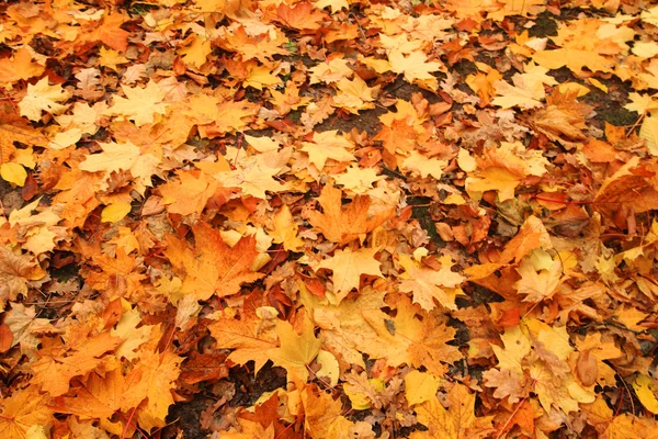 Autumn leaves background — Stock Photo, Image