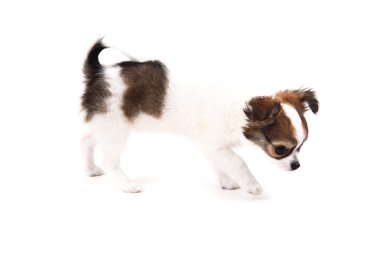 küçük chihuahua yavrusu 