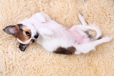 8 hafta Chihuahua köpek yavrusu uyuyor