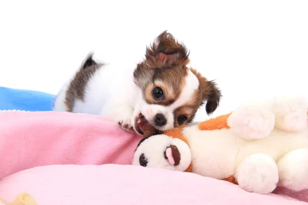 Kleine chihuahua pup — Stockfoto