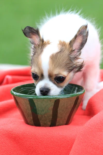 Chihuahua en la hierba — Foto de Stock