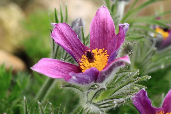 Blomma av pasqueflower — Stockfoto