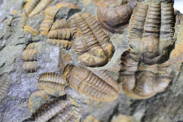 Fossiele trilobiet-achtergrond — Stockfoto