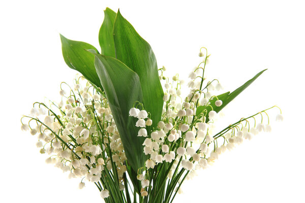 lily of valley