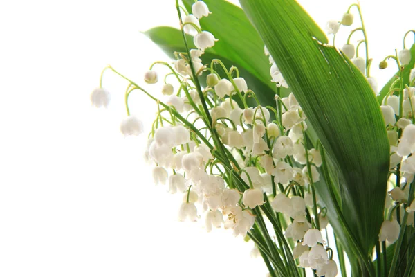 Giglio di valle — Foto Stock