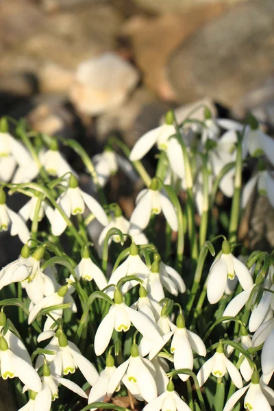 春のスノー ドロップの花 — ストック写真