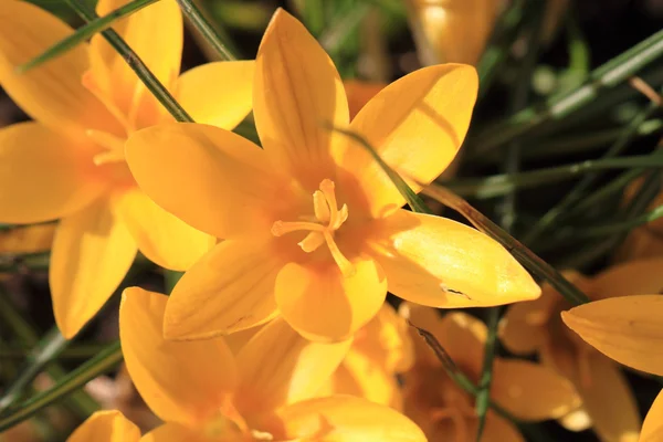 Gele krokus bloemen — Stockfoto