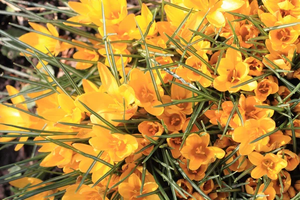 Gele krokus bloemen — Stockfoto