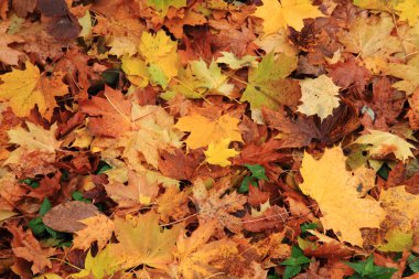 sonbahar yaprakları arka plan