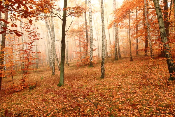 Färg höst skog — Stockfoto