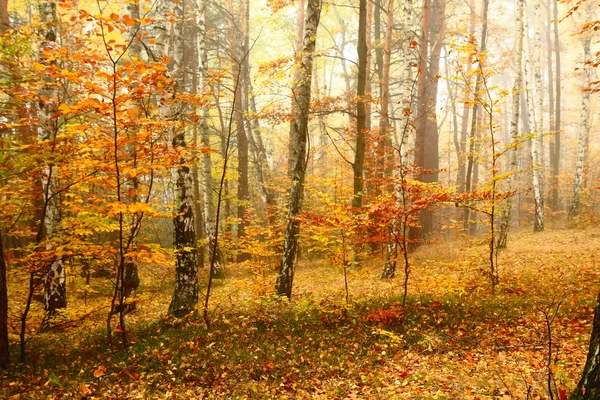 Color autumn forest — Stock Photo, Image