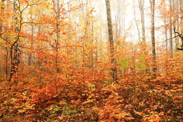 Jesień kolor las — Zdjęcie stockowe
