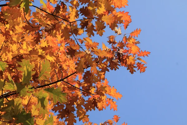 Autunno foglie sfondo — Foto Stock