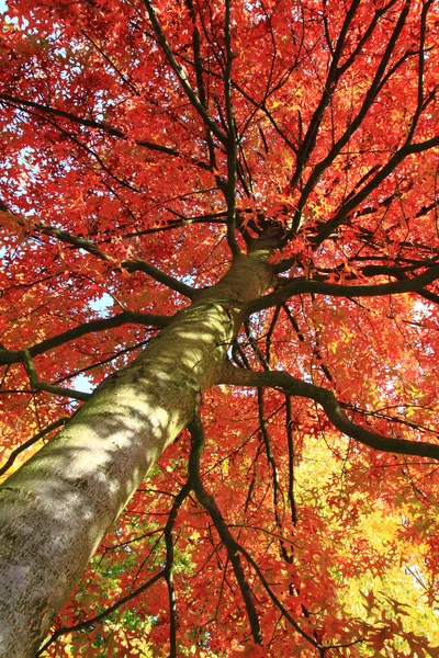 Autunno albero sfondo — Foto Stock