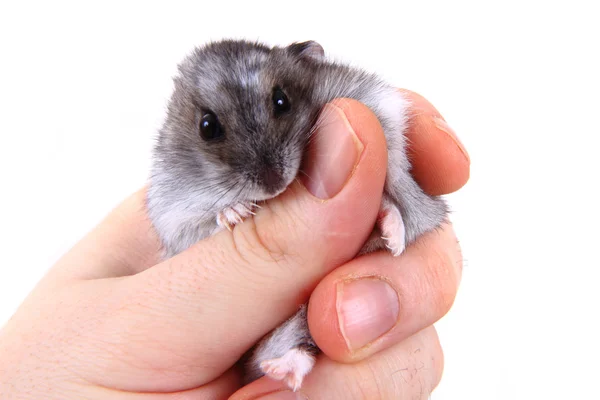 Dzungarian hamster in human hands — Stock Photo, Image