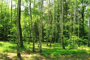 Yeşil huş ağacı orman