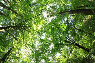 Yeşil orman arka plan