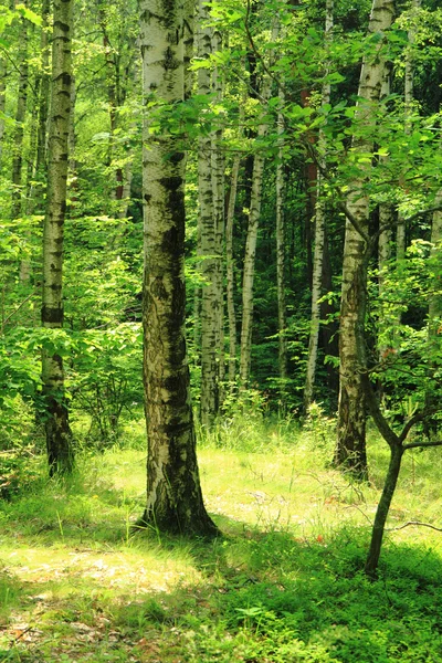 Zielony brzozowy las — Zdjęcie stockowe