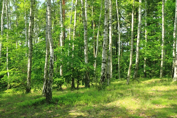 Zelený březový les — Stock fotografie