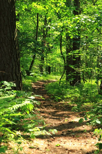 Camino verde del bosque — Foto de Stock