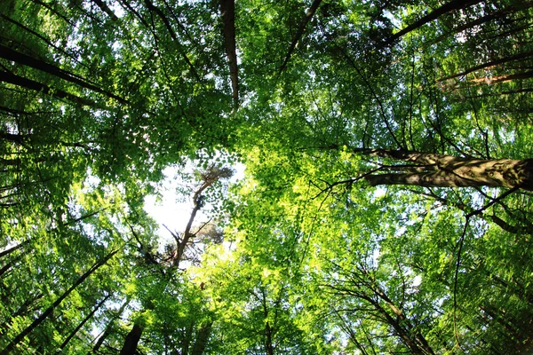 Green forest background — Stock Photo, Image