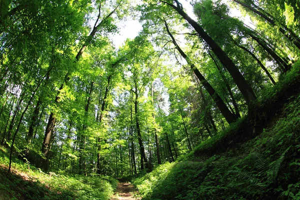 녹색 숲의 경로 — 스톡 사진