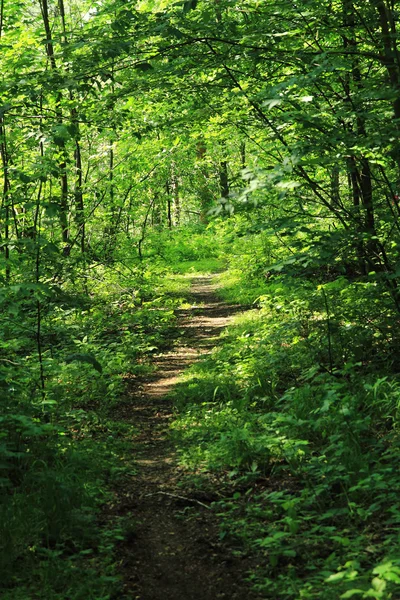 Camino verde del bosque — Foto de Stock