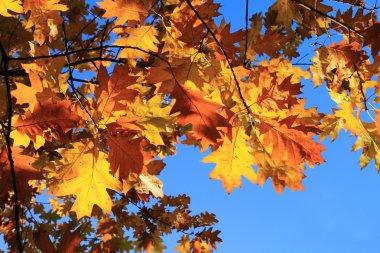 sonbahar yaprakları arka plan