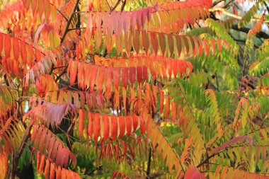 sonbahar yaprakları arka plan