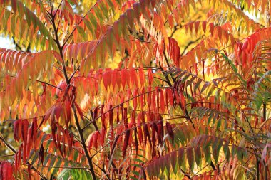 sonbahar yaprakları arka plan