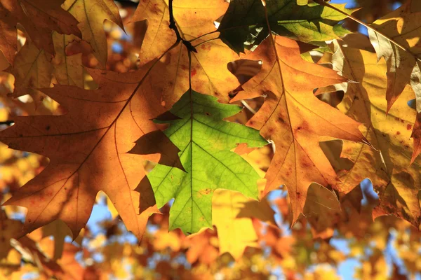 秋の紅葉 — ストック写真