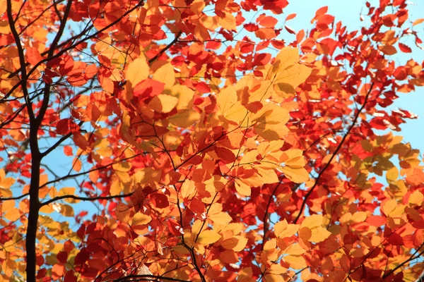 Herfst bladeren achtergrond — Stockfoto