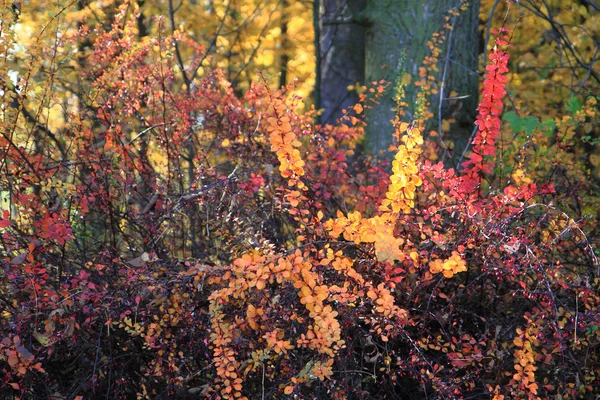 Feuilles d'automne fond — Photo