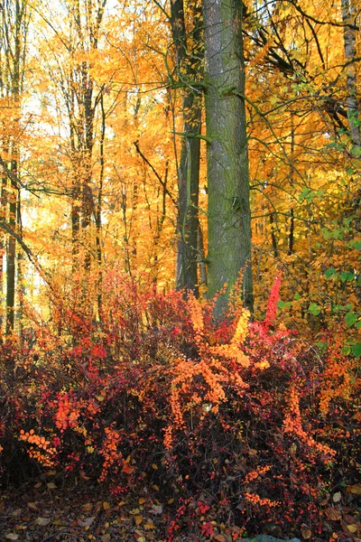 Farbe Herbstwald — Stockfoto