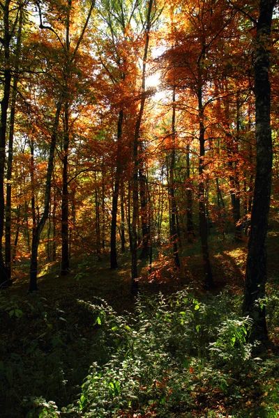 Färg höst skog — Stockfoto