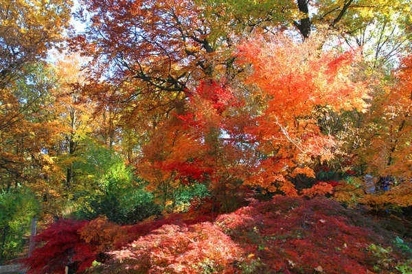 Colore foresta autunno — Foto Stock