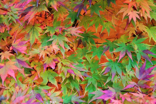 Autumn leaves background — Stock Photo, Image