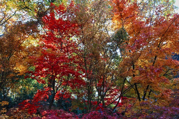 颜色秋天的树林 — 图库照片
