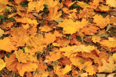 sonbahar yaprakları arka plan