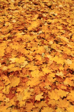 sonbahar yaprakları arka plan