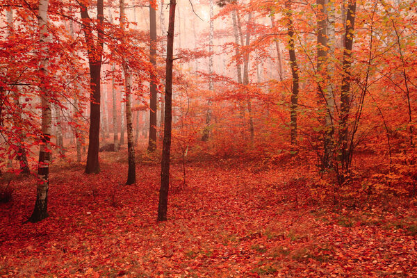 color autumn forest 