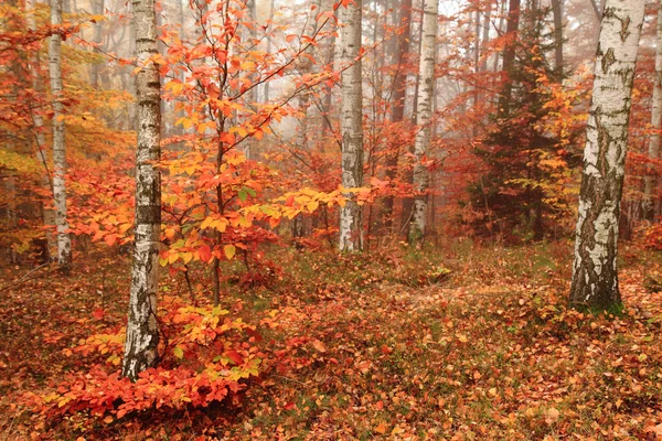 Färg höst skog — Stockfoto