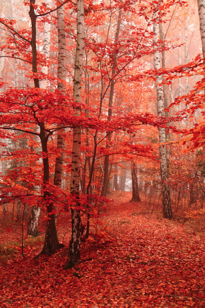 color autumn forest 