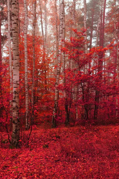 Colore foresta autunno — Foto Stock