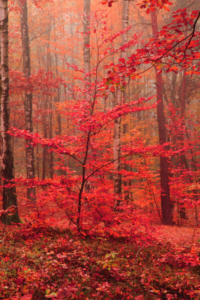 color autumn forest 