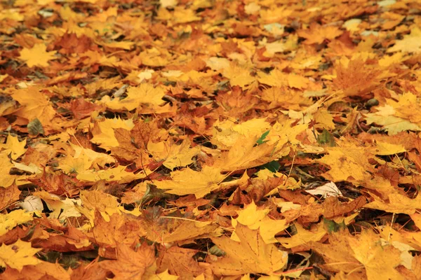 Autumn leaves background — Stock Photo, Image