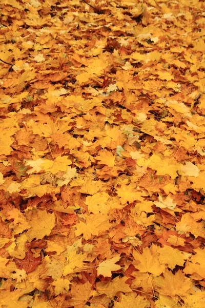 Autumn leaves background — Stock Photo, Image