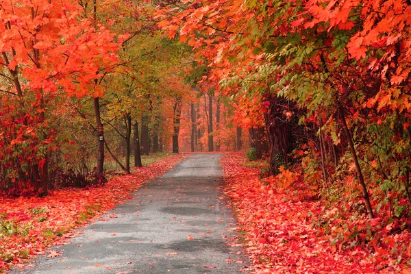 Colore foresta autunno — Foto Stock